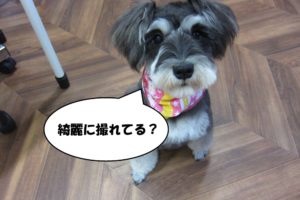 おすましおすわりMシュナ