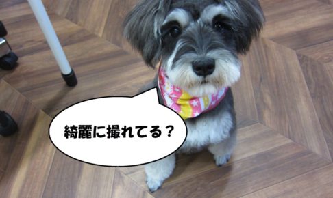 おすましおすわりMシュナ