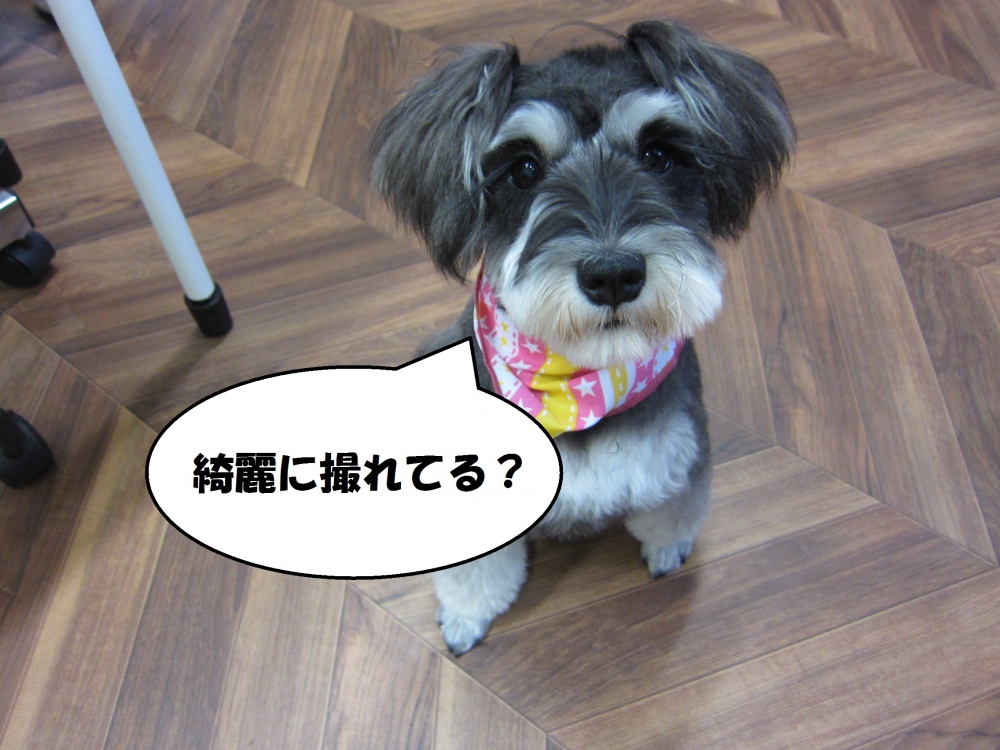 おすましおすわりMシュナ