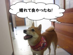施術後柴犬