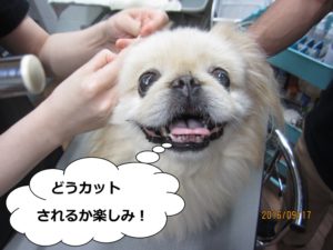 カット中ペキニーズ