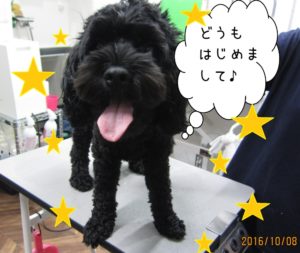 カット前ミックス