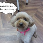 おすましトイプードル