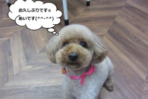 おすましトイプードル