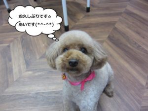 おすましトイプードル