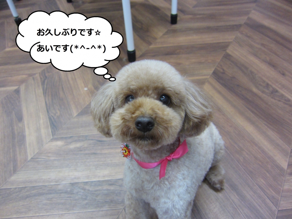 おすましトイプードル