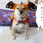 お耳大きな柴犬