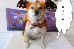 お耳大きな柴犬