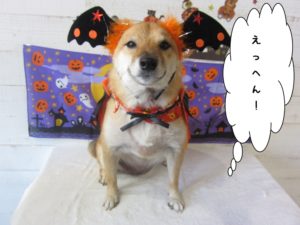 お耳大きな柴犬