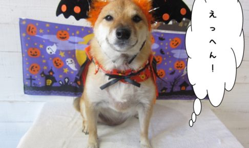 お耳大きな柴犬