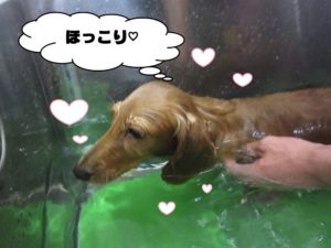 スパ中ミニチュアダックス