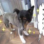 サッパリシェルティー