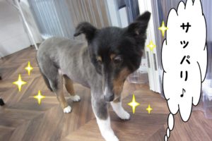 サッパリシェルティー