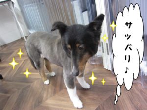 サッパリシェルティー