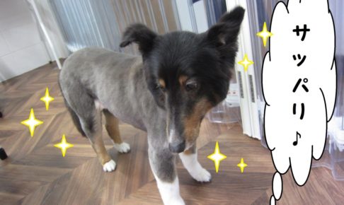 サッパリシェルティー