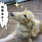 お手ミニチュアダックス