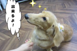 お手ミニチュアダックス