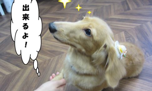 お手ミニチュアダックス