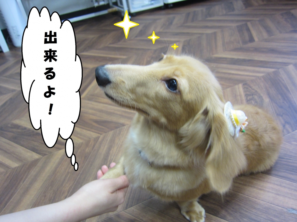 お手ミニチュアダックス