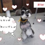 モヒカン足クリMシュナ