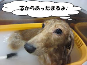 スパ中ミニチュアダックス