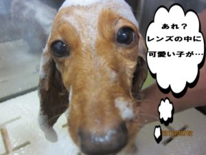 シャンプー中ミニチュアダックス