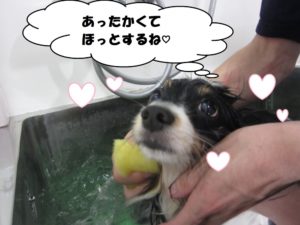 スパ中パピヨン