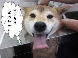 スパ中柴犬
