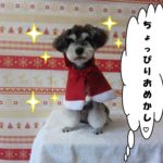 サンタさんMシュナ