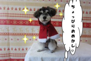 サンタさんMシュナ