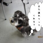 上目遣いMシュナ