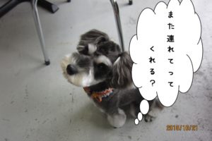 上目遣いMシュナ