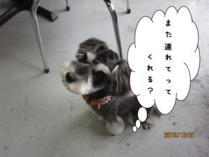 上目遣いMシュナ