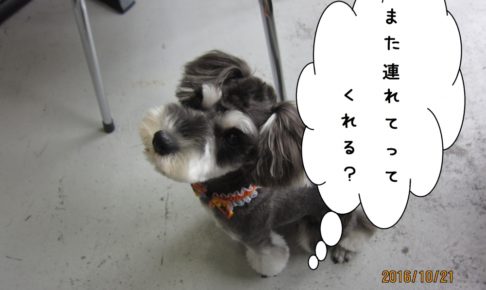 上目遣いMシュナ