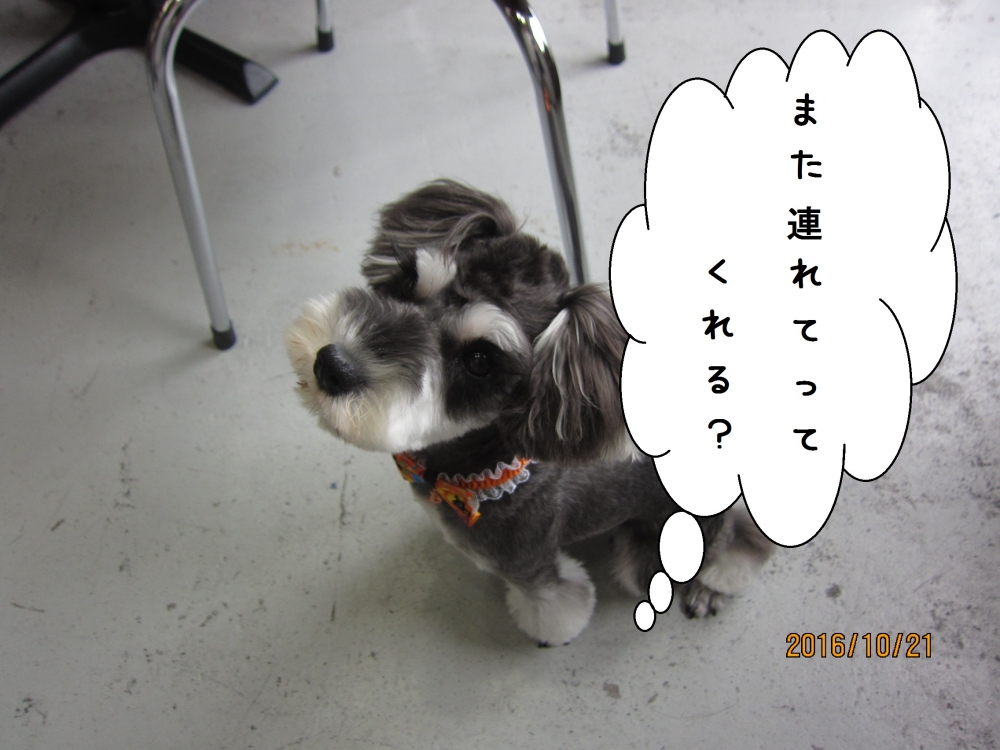 上目遣いMシュナ