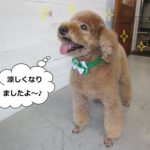 えっへんトイプードル