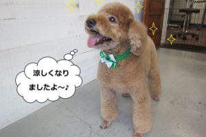 えっへんトイプードル