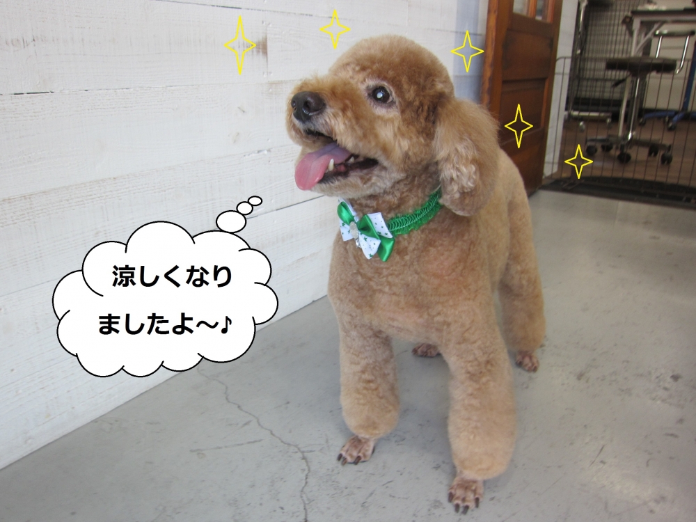 えっへんトイプードル