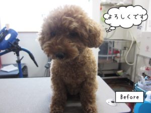 カット前トイプードル