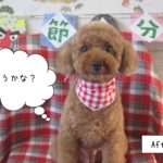 茶トイプードル