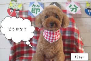 茶トイプードル