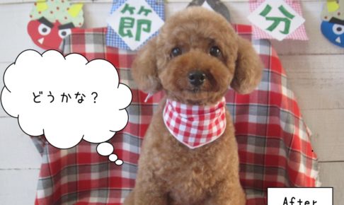 茶トイプードル