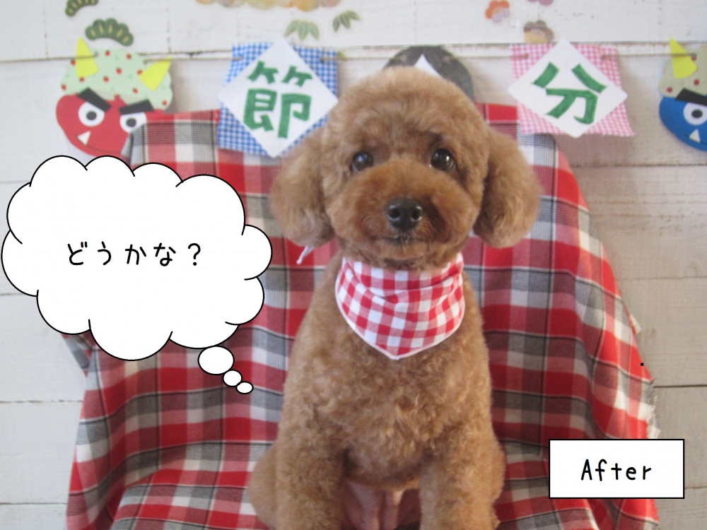 茶トイプードル