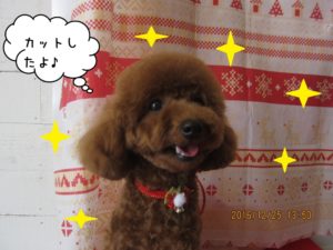 カット後トイプードル