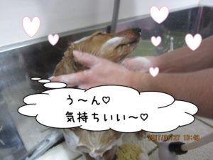 シャンプー中ミニチュアダックス