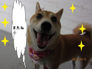 施術後柴犬