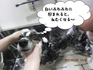 シャンプー中コーギー