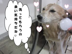 シャンプー中ミックス