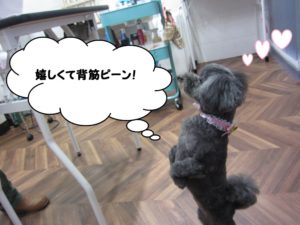 施術後トイプードル
