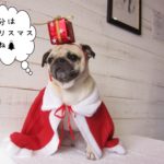 サンタさんパグ